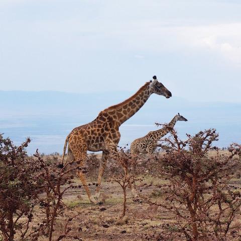 有哪些靠谱的大学生国际志愿项目或者义工旅行