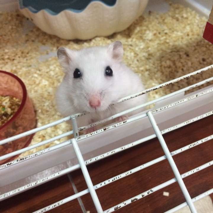 想要养一只三线仓鼠 期待各位尽可能详细的前期准备及前期饲养注意