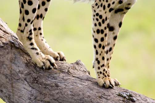 哪些品种的猫是爪子收不进去的?