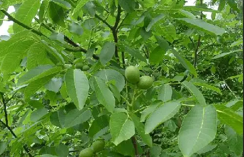 图片[11]-想要男人更强更持久？这些东西少不了-猫匿