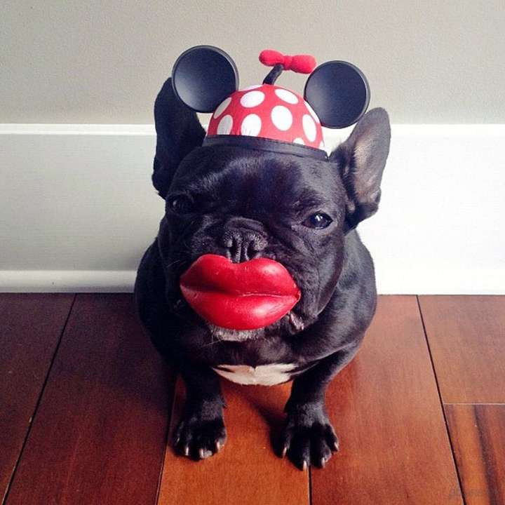 这是什么狗,求大神鉴定?