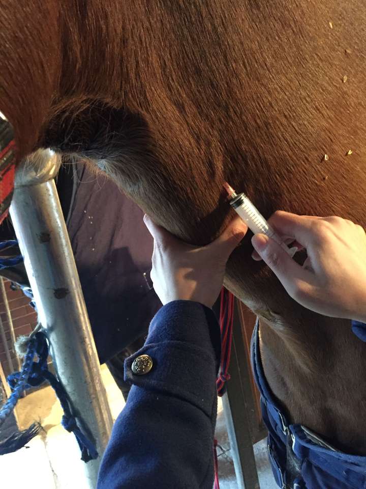 马血是什么颜色的