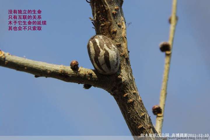 �����ޣ�����һ��ʲô�����أ�ԭ����Ҳ��̫֪����ֻ֪������һ�ֳ������ϵĳ��Ӱ�����ž��������ɡ� Ϊ�˷���֪�������Ҹող���һ�£��������ǻƳ����̳�����׳棬����һ����ҩ����������С������ˮ��