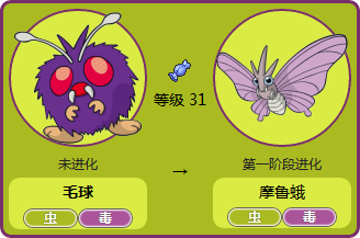 菊草叶为什么会进化成月桂叶?