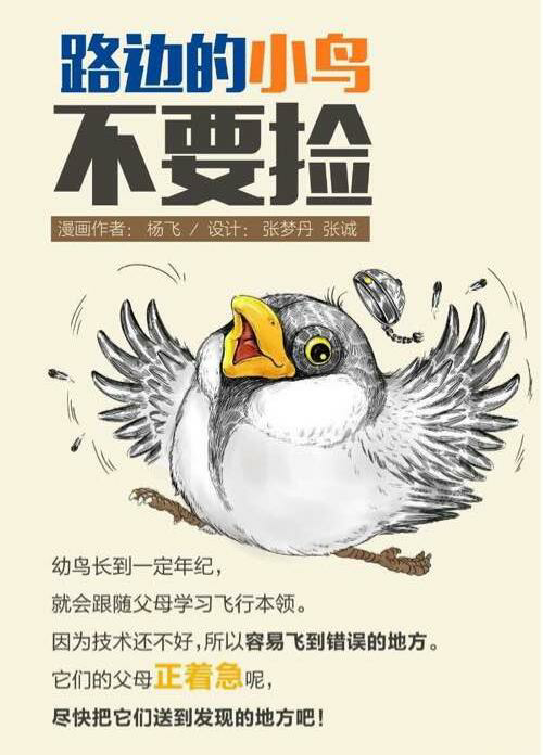 鸟类救助常见问题 知乎