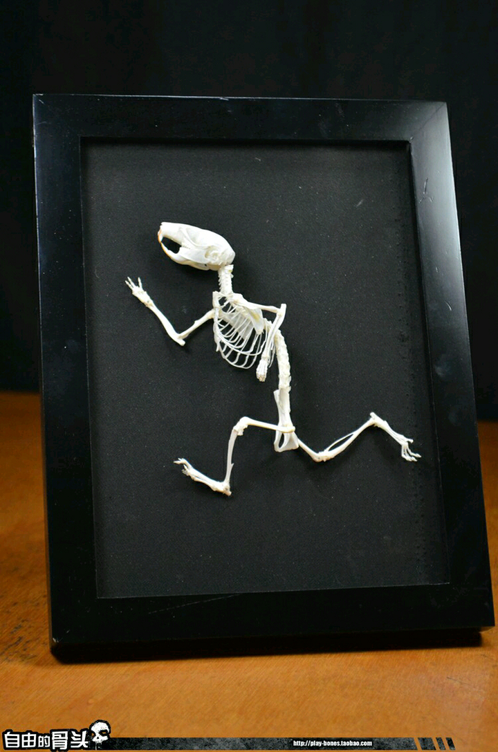 如何保存一具仓鼠的尸体?