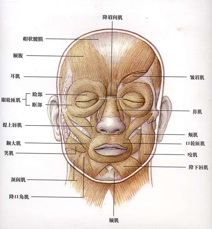 笑肌在哪个位置图片图片