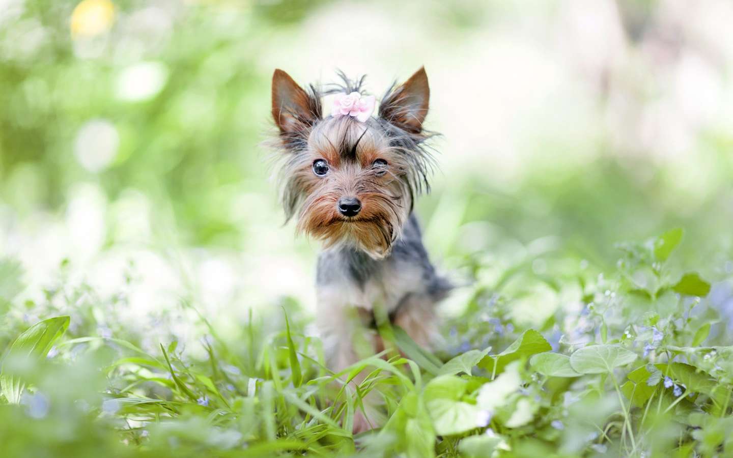 约克夏犬 知乎