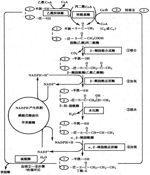 医学生如何学好生物化学?