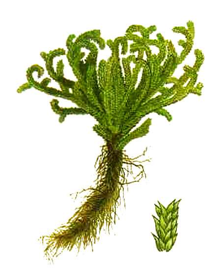 这种植物叫什么名字?好养吗?