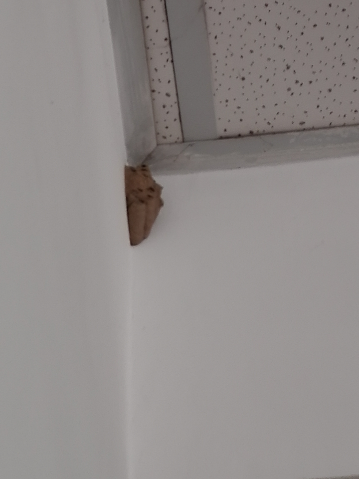 教室墙角有大概长五六厘米的泥巴颜色蜂窝状的东西像一个巢一样但是不