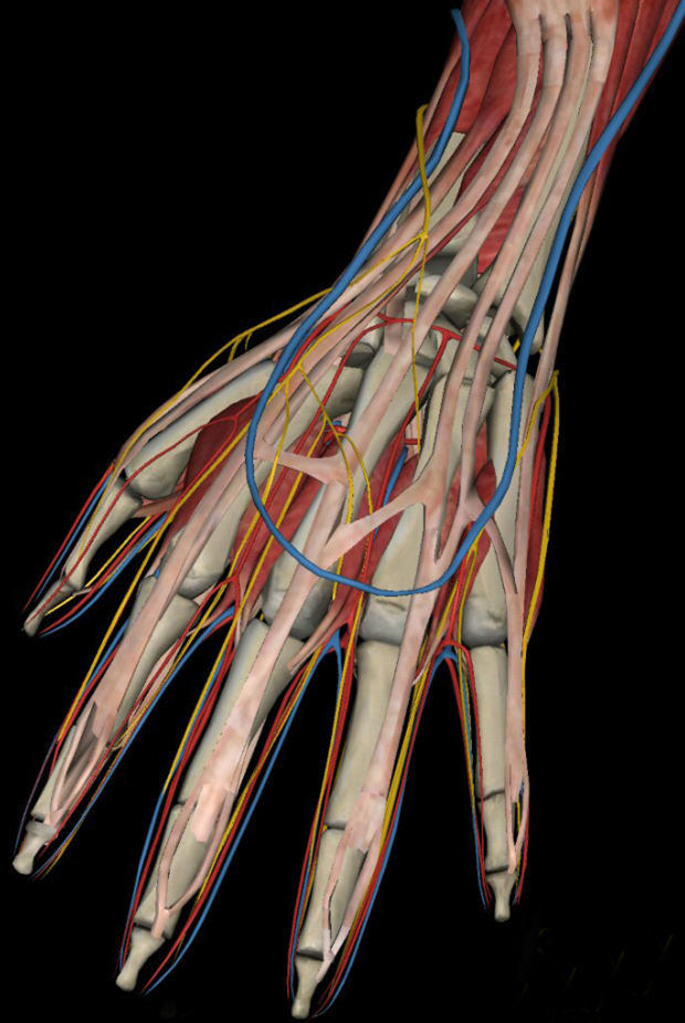 手背的力量有必要练吗?怎么练?