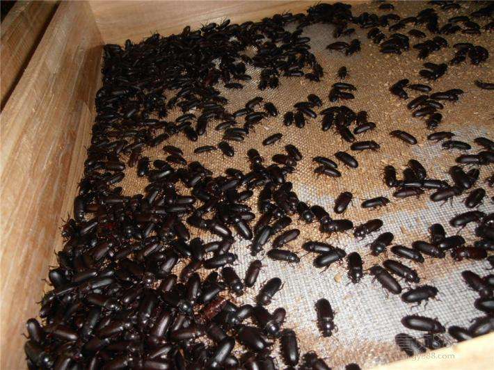 家里面突然有好多这种虫子,请问这是什么虫子,我该怎么办?