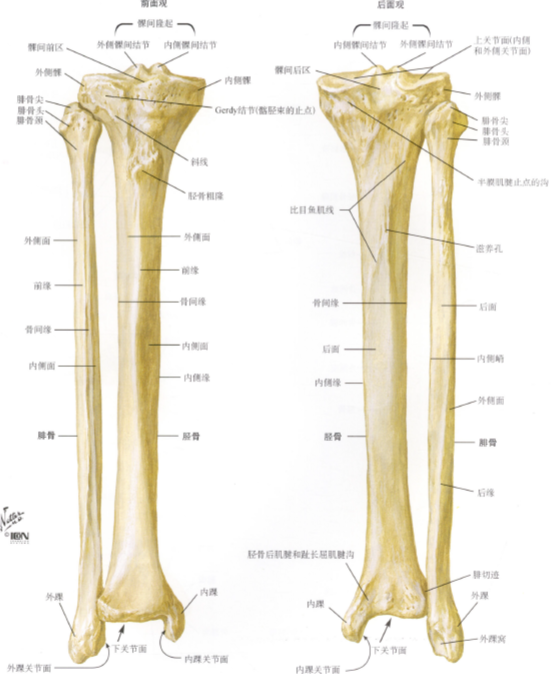 *截图不太清楚* 这是右腿胫骨(左边为前观) 能摸到的是胫骨的前侧
