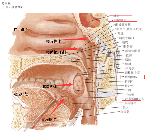 咽部扁桃体结构图图片