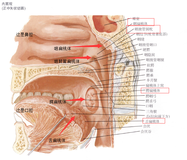 為什麼感冒前總是先嗓子疼兩三天後才會有感冒的症狀每次都這樣