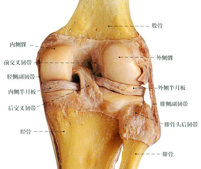 半月板损伤是否属于不可逆损伤