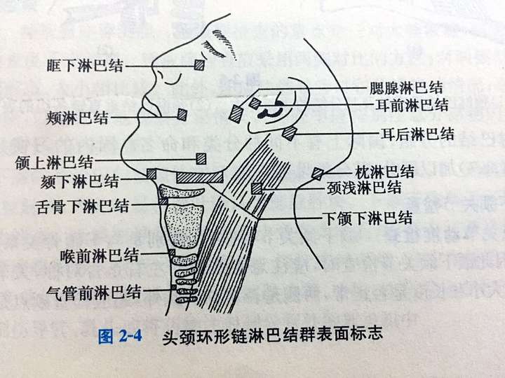 脖子淋巴结有些大,已经10多年了不痛不痒,偶尔感冒生病会有些胀,近期