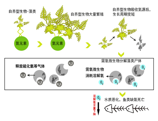 现在国内富营养化情况如何?国内处理技术和国外有什么区别呢