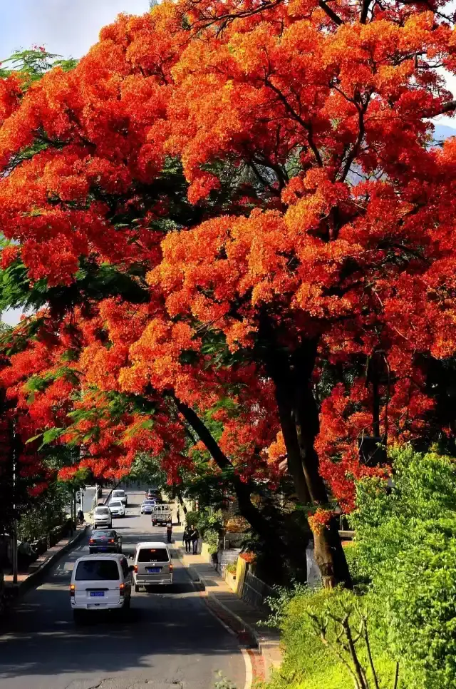 攀枝花，绽放的旅游之花