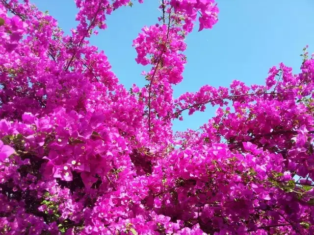 攀枝花，绽放的旅游之花