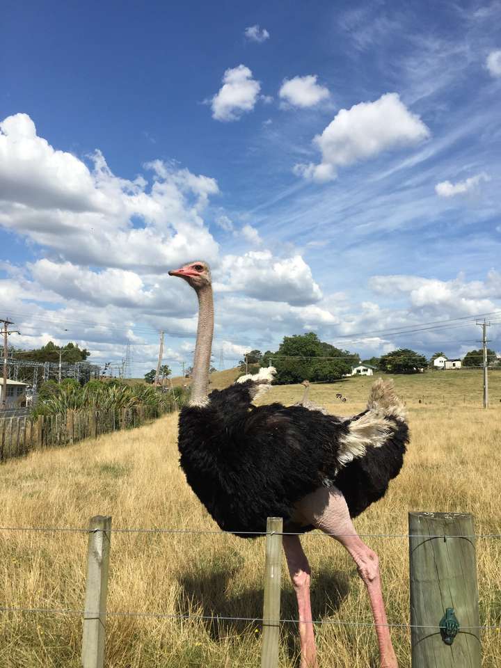 骑鸵鸟是什么感受?