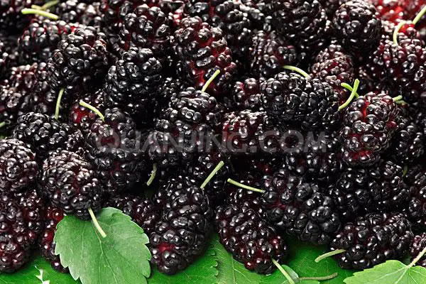 图片[8]-想要男人更强更持久？这些东西少不了-猫匿