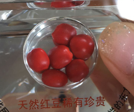 日本人知道红豆代表相思吗