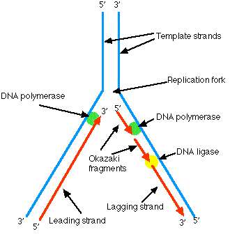 真核生物dna复制双向进行,能否认为同一单链复制起点的两个方向分别为