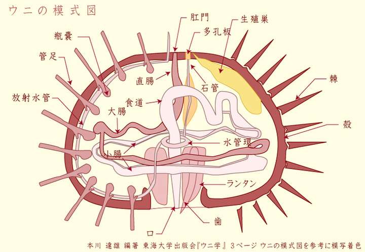 海胆头 结构图图片