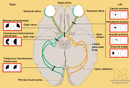 视觉神经的工作原理是怎样的?