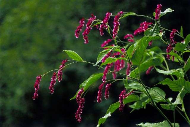 花名册 吻我 越过花园的那扇门 知乎