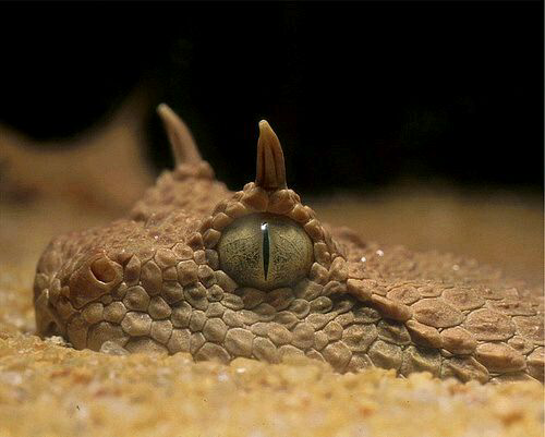 蛇真的会长鸡冠吗?