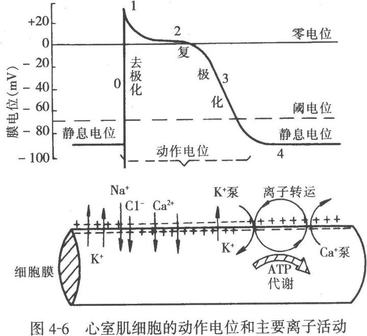 生物电属于生物还是物理?