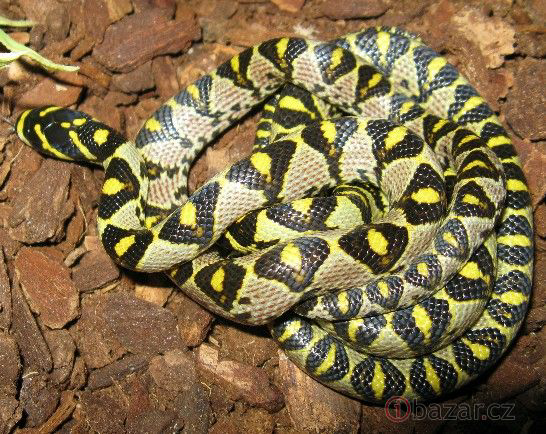 这是一条什么蛇?