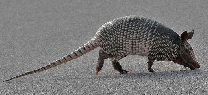 "凤头猪肚豹尾",现实中存在这样的动物吗?