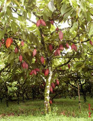 这是一棵可可树(theobroma cacao)