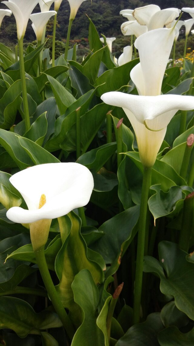 找一个台湾男友是怎样一种体验 知乎