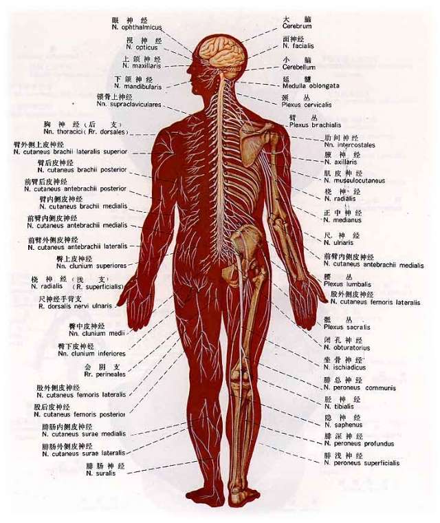 背部解剖分区图片