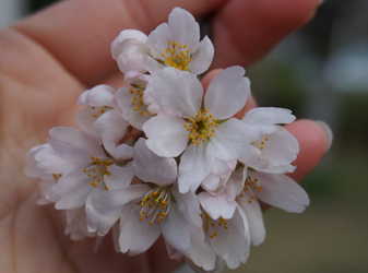 早春开花花卉区别 知乎