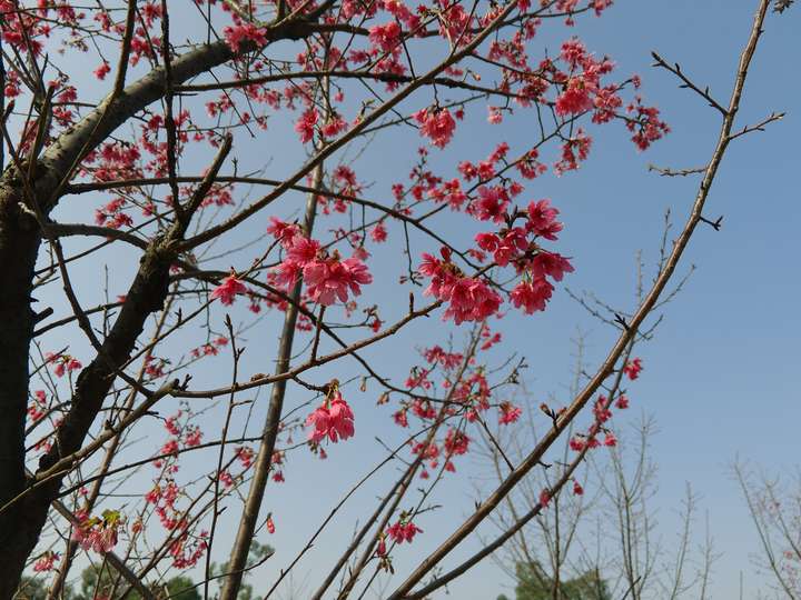 廣東珠三角地區可以種植櫻花樹嗎