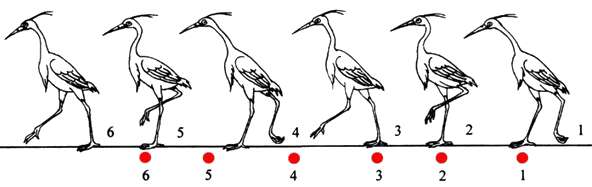 为什么所有鸟类在走路的时候头都是一前一后的呢有什么特别的功能吗鸡