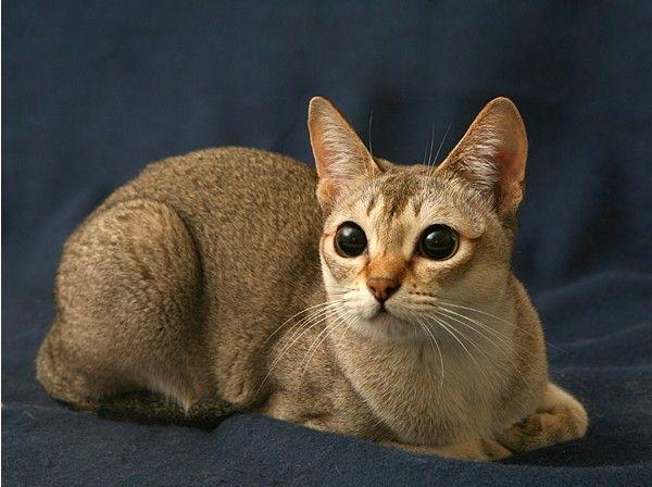 长不大的猫咪品种图片