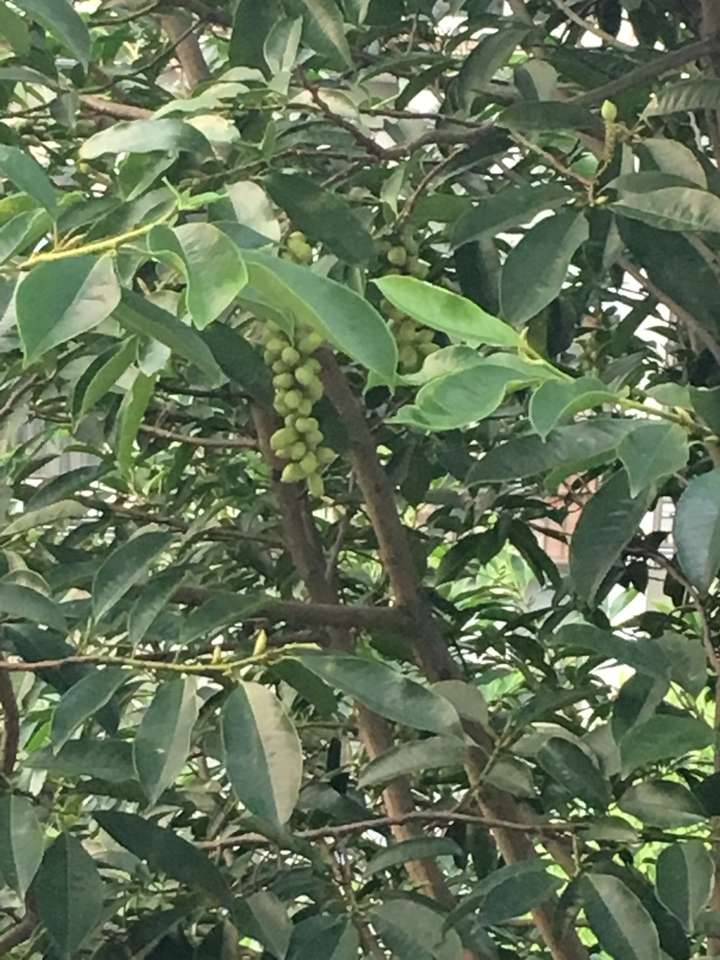 这是什么树,种子像葡萄一样?