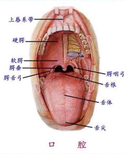 怎么挺软腭图片