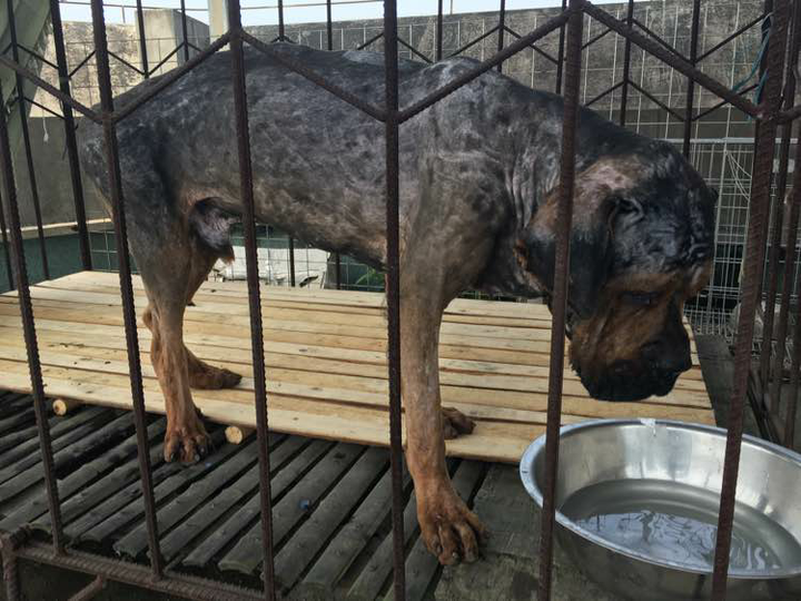 给藏獒的毛剃光是什么样子?