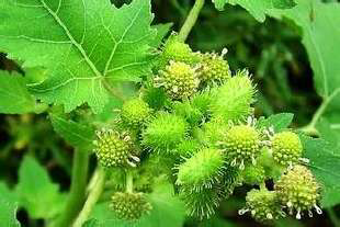 图中和蒲公英相似的植物是什么?