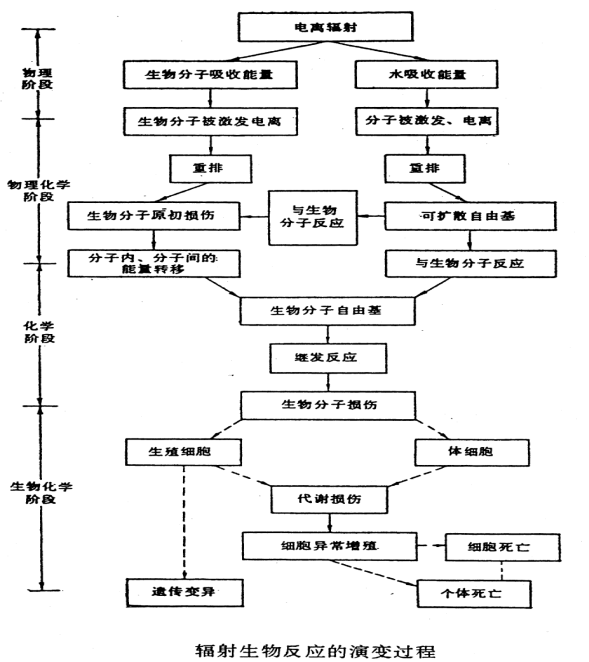 对于核辐射,我们是不是被洗脑的那批人?