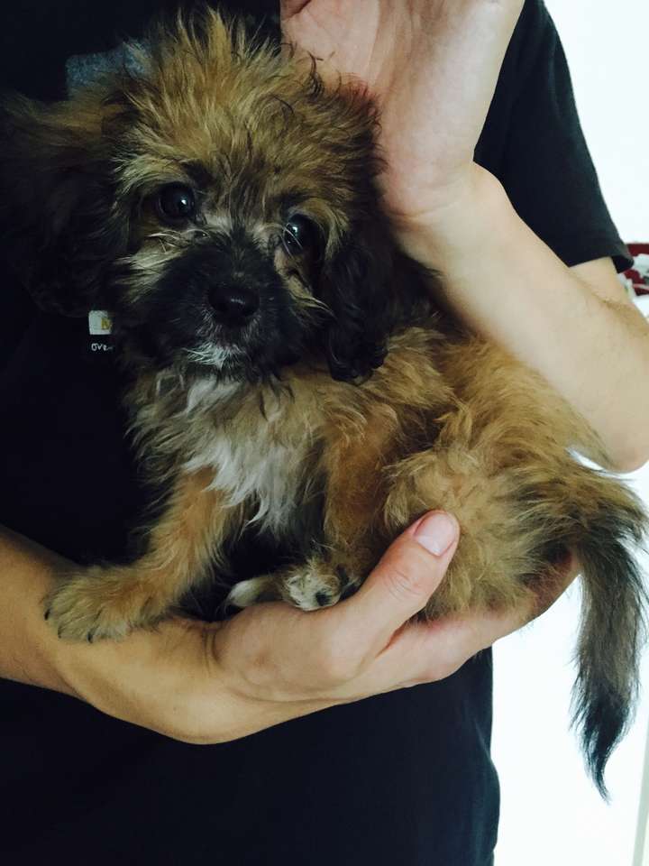 泰迪吉娃娃那些狗是不是天性傲娇啊?