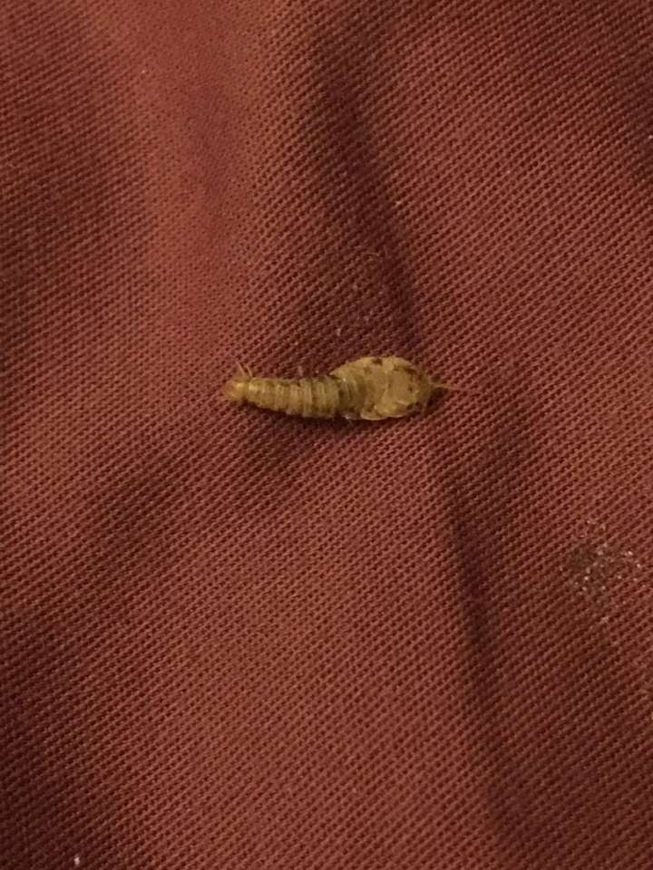 床上出现了一种虫子,求问是什么虫? - 知乎